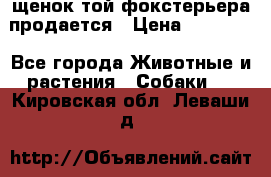 щенок той-фокстерьера продается › Цена ­ 25 000 - Все города Животные и растения » Собаки   . Кировская обл.,Леваши д.